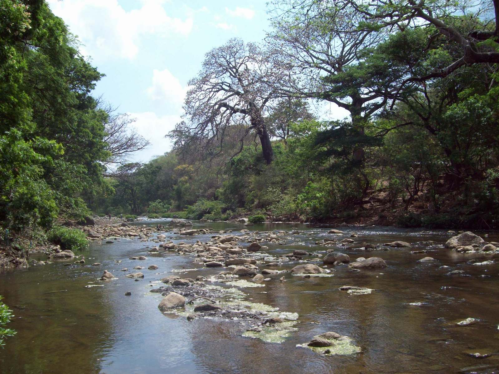 Planet Erde Naturefund regenwald Nicaragua.jpg